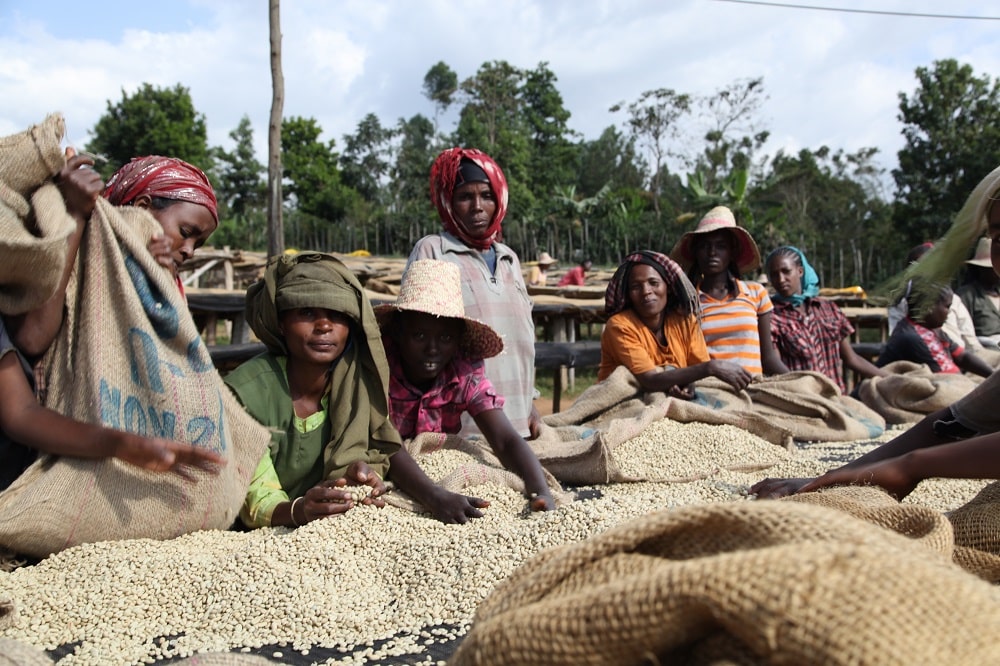 ETHIOPIA SIDAMO GR2 FTO