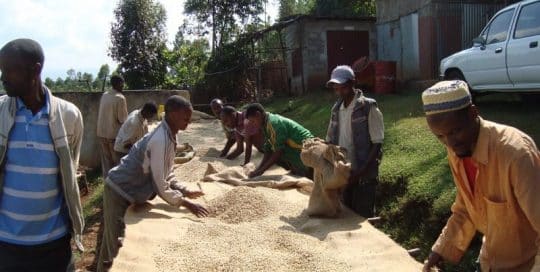 ETHIOPIA SIDAMO GR2 KOLA