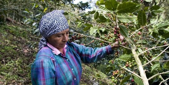 NICARAGUA SHG RAINFOREST ALLIANCE