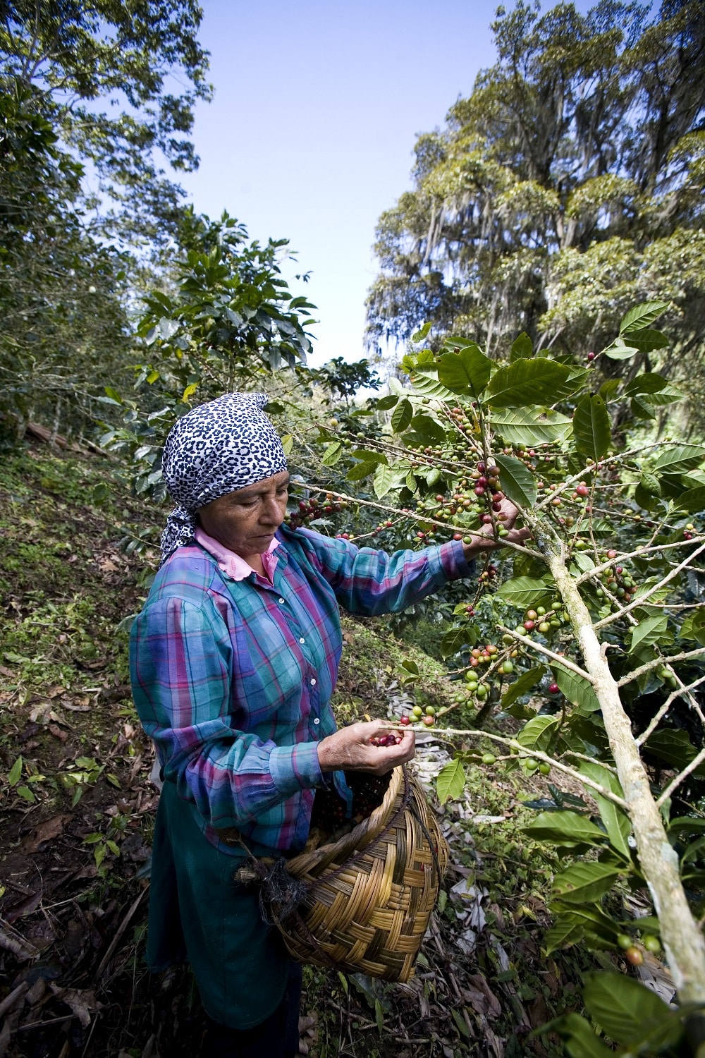 NICARAGUA SHG RAINFOREST ALLIANCE