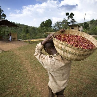 BURUNDI: WHAT TO EXPECT FROM NEXT CROP ?