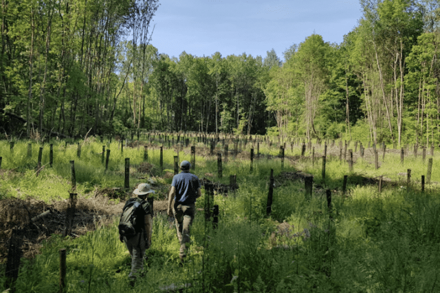 Cuprima plants trees with an impact