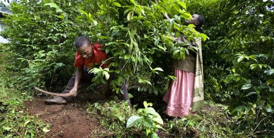 Harenna Forest Wild Coffee Slow Food Presidium_1