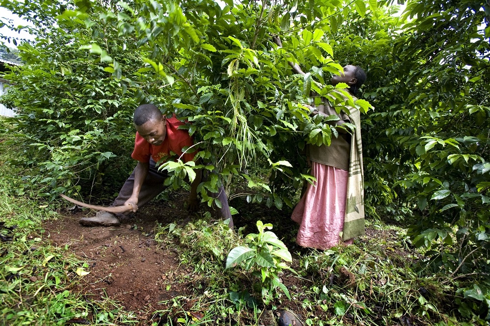 Harenna Forest Wild Coffee Slow Food Presidium_1