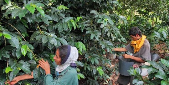 Strengthening productive and association capabilities of 100 smallholder specialty coffee producers