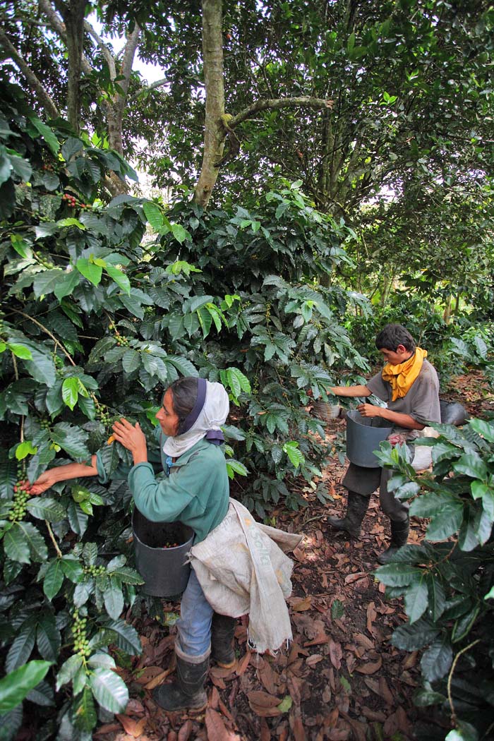 Strengthening productive and association capabilities of 100 smallholder specialty coffee producers