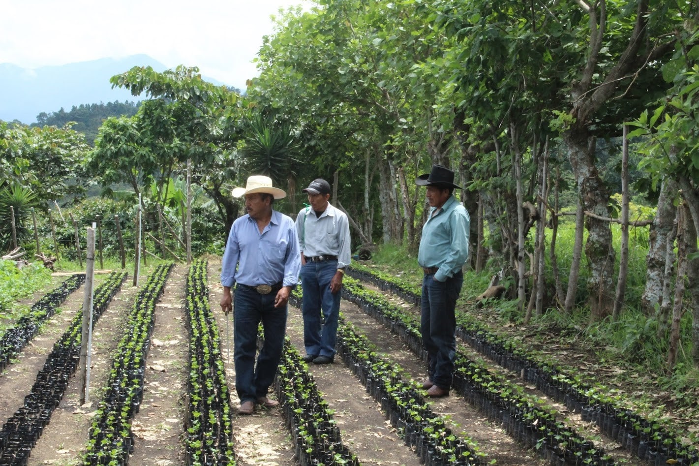 CUPRIMA _ Why Coffee Varieties Matter