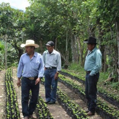 Cuprima - Why Coffee varieties Matter -WCR