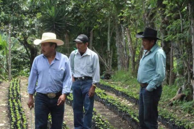 Cuprima - Why Coffee varieties Matter -WCR