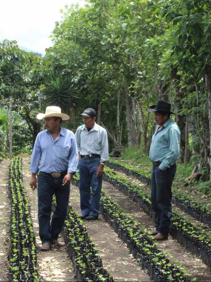 Cuprima - Why Coffee varieties Matter -WCR