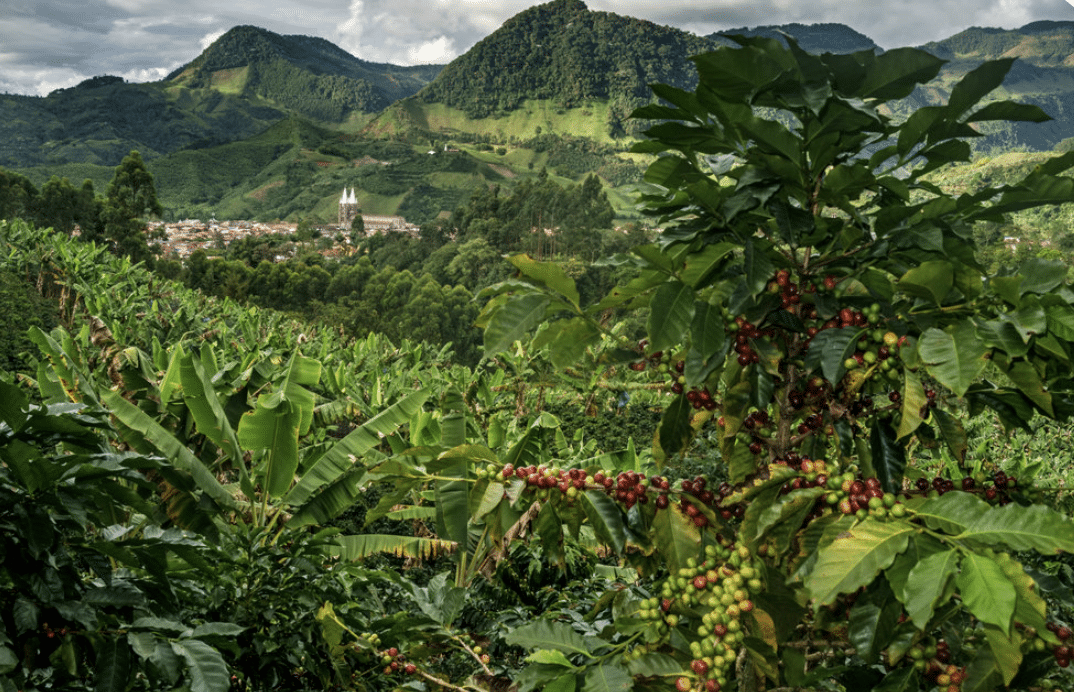 EFICO - Terroir - Why Coffee is (nothing) like Wine