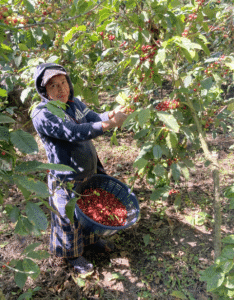 THE FEELGOOD FIELD JOURNAL - GUATEMALA  FROM EFICO'S GREEN COFFEE TRADERS RAF & ERIC