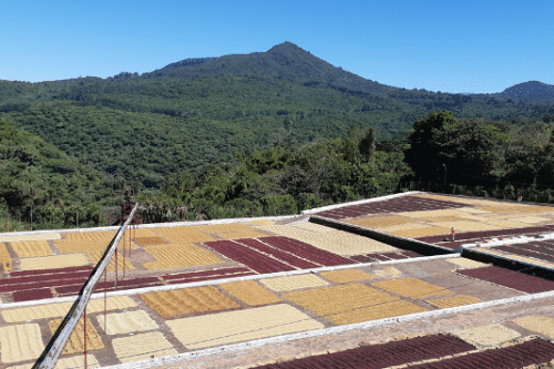 CUPRIMA - EL SALVADOR - NEW CROP 2022-2023
