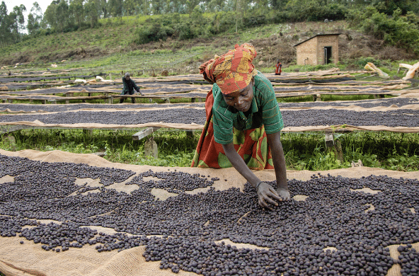 EFICO COFFEE - eaST AFRICA