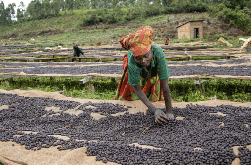 EAST AFRICA - EFICO COFFEE