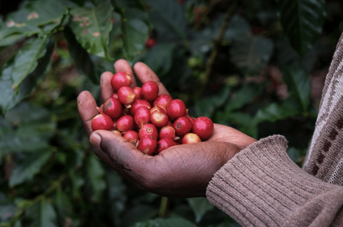 EFICO COFFEE - EAST AFRICA