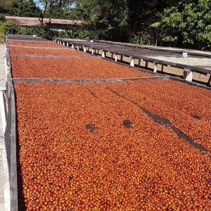 CUPRIMA - EL SALVADOR - NEW CROP 2022-2023