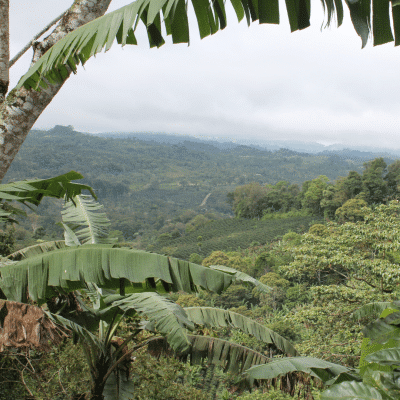 EFICO Nicaragua Forest Positive Coffee