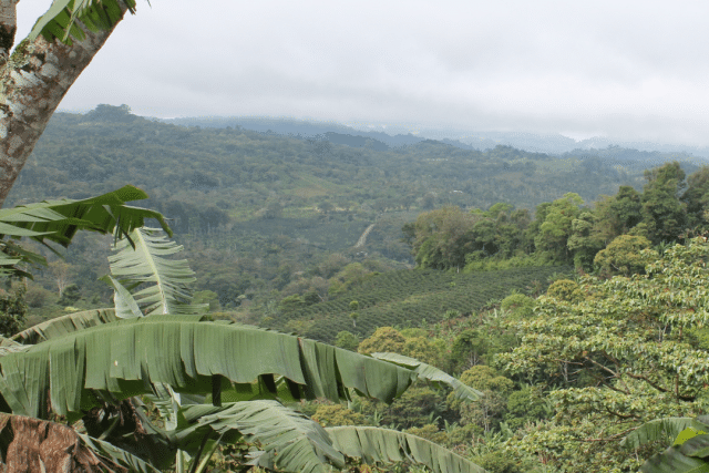 EFICO Nicaragua Forest Positive Coffee