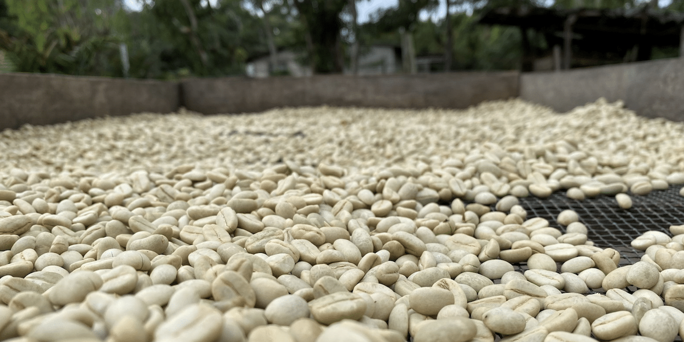 EFICO Nicaragua Forest Positive Coffee