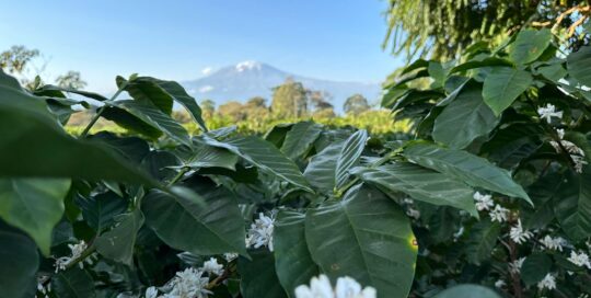 Kilimanjaro Climate Smart Agriculture
