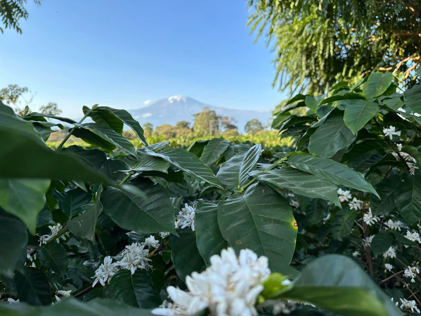 Kilimanjaro Climate Smart Agriculture