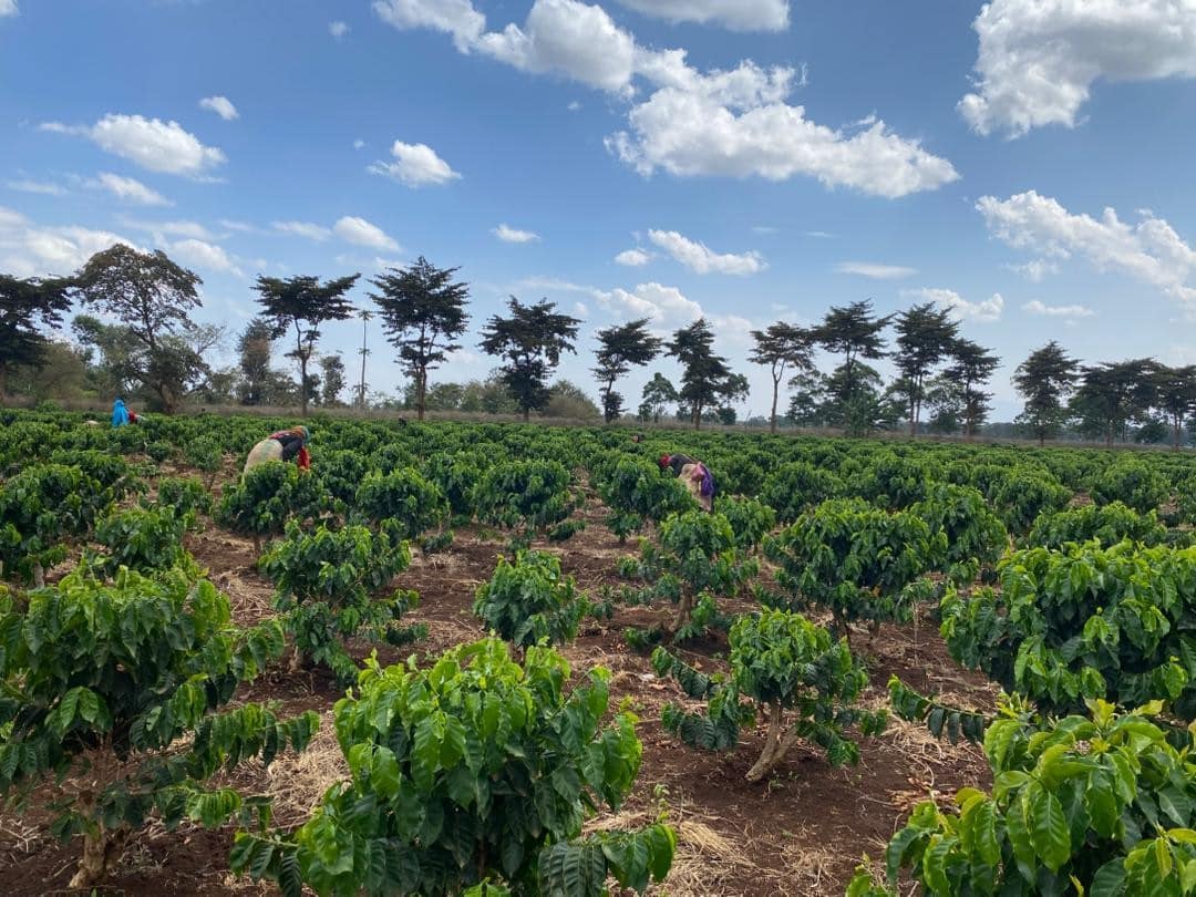 Kilimanjaro Climate Smart Agriculture