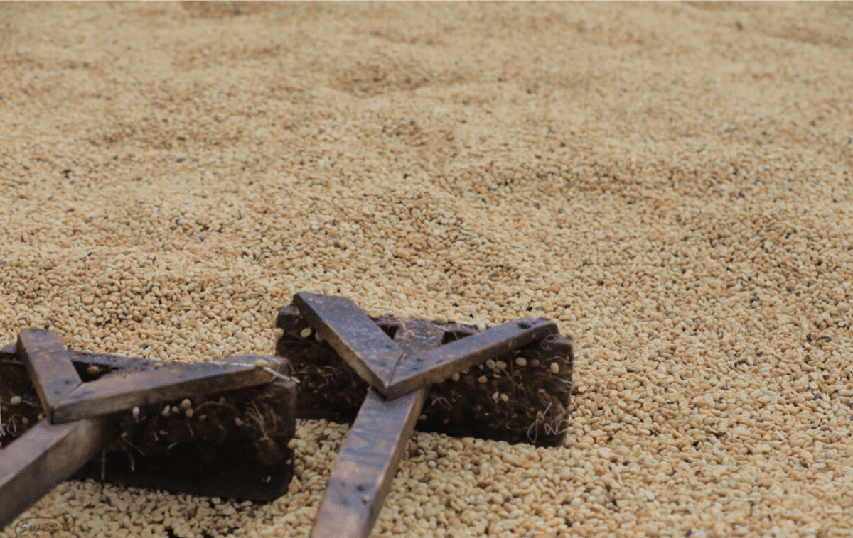 UGANDA COFFEE INSIGHT 2025/2026