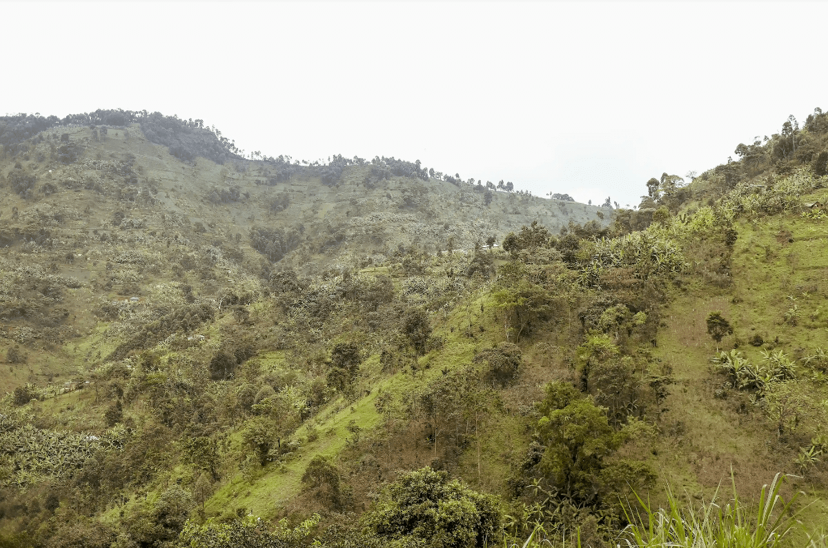 UGANDA COFFEE INSIGHT 2025/2026