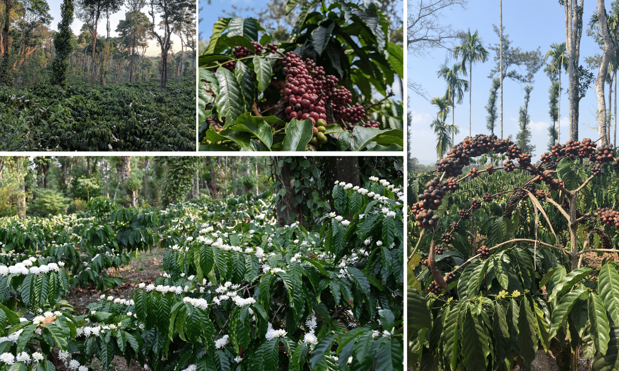 From Spice Routes, Sufi Saints and Monsoon Winds