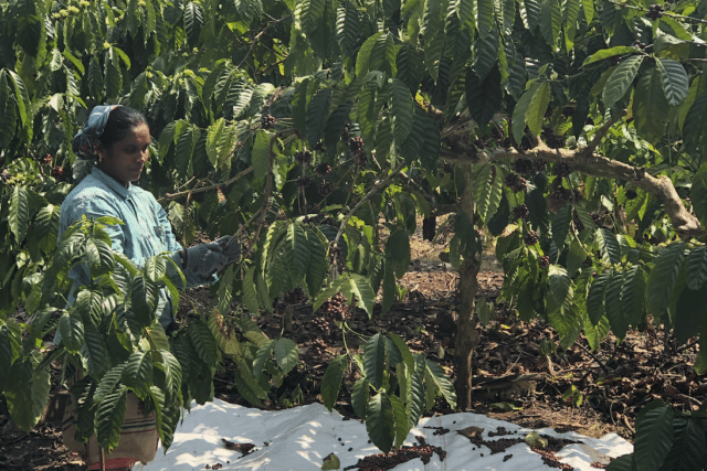 From Spice Routes, Sufi Saints and Monsoon Winds