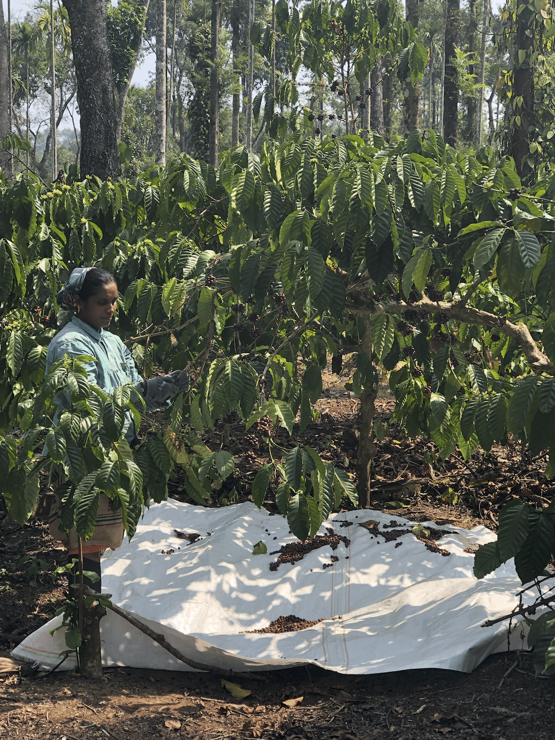 From Spice Routes, Sufi Saints and Monsoon Winds