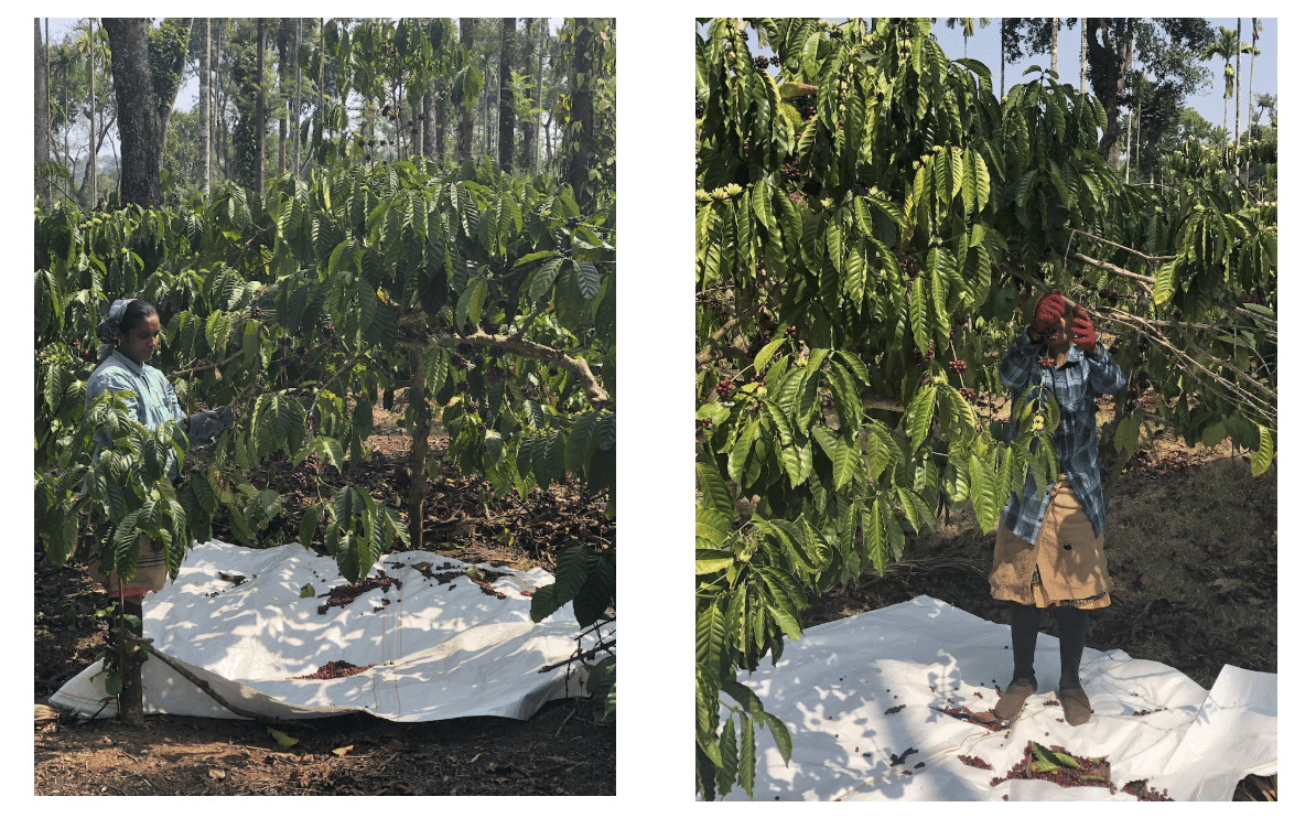 From Spice Routes, Sufi Saints and Monsoon Winds