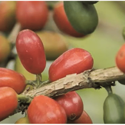 CHIROSO : COLOMBIA'S COMPETITION STANDOUT