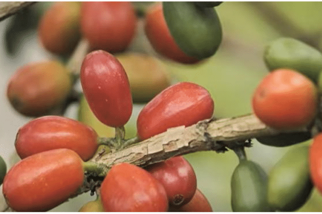 CHIROSO : COLOMBIA'S COMPETITION STANDOUT