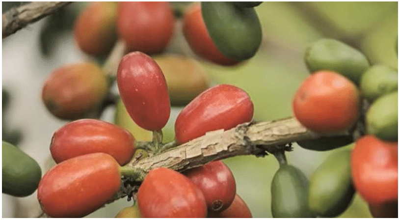 CHIROSO : COLOMBIA'S COMPETITION STANDOUT