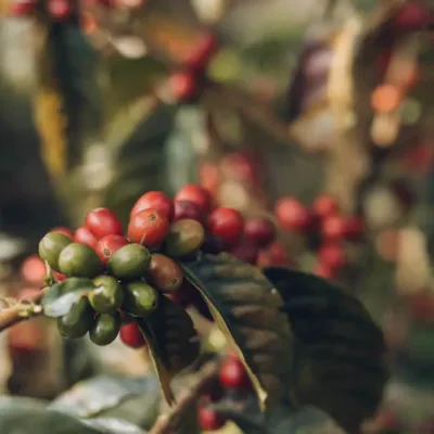 CHIROSO : COLOMBIA'S COMPETITION STANDOUT