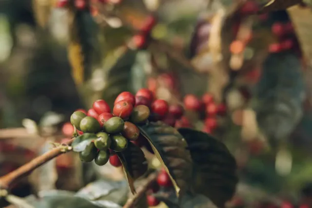 CHIROSO : COLOMBIA'S COMPETITION STANDOUT