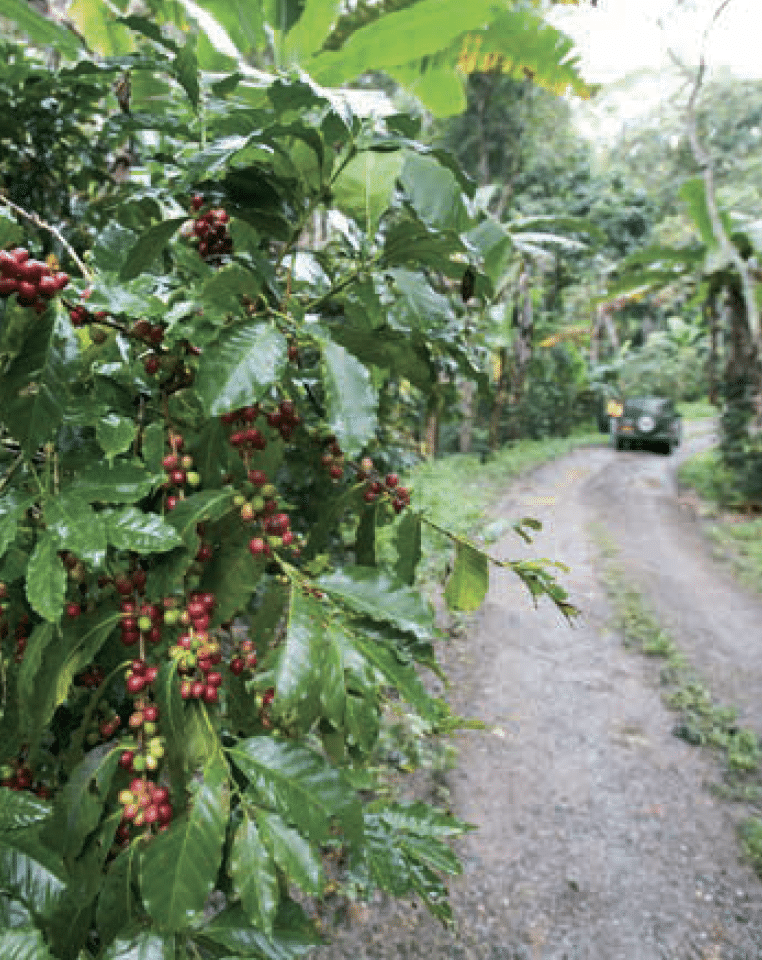 INTERNATIONAL COFFEE DAY EXPERIENCE - OCTOBER 1ST 2026